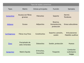 Tipos de tejidos conectivos

   Tipos             Matriz           Células principales        Función              Ejemplos


                Acuosa con fibras                                                Dermis
 Conjuntivo                               Fibrocitos             Soporte
                    gruesas                                                      Tendones

                                                               Reserva,
  Adiposo            Escasa               Adipocitos         Homeotermia,        Grasa subcutánea
                                                              protección


                                                            Soporte a presión,     Articulaciones
Cartilaginoso   Fibras muy finas         Condriocitos
                                                                 sostén           Pabellón auditivo


                 Precipitado de
   Óseo                                   Osteocitos        Sostén, protección        Huesos
                 sales minerales

                                                                                     Conductos
                                          Eritrocitos,
 Sanguíneo       Matriz líquida                                  Trasporte          sudoríparos
                                          leucocitos
                                                                                       Vegiga
 