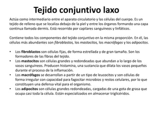 Tejido conjuntivo laxo
Actúa como intermediario entre el aparato circulatorio y las células del cuerpo. Es un
tejido de relleno que se localiza debajo de la piel y entre los órganos formando una capa
continua llamada dermis. Está recorrido por capilares sanguíneos y linfáticos.

Contiene todos los componentes del tejido conjuntivo en la misma proporción. En él, las
células más abundantes son fibroblastos, los mastocitos, los macrófagos y los adipocitos.

•   Los fibroblastos son células fijas, de forma estrellada y de gran tamaño. Son los
    formadores de las fibras del tejido.
•   Los mastocitos son células grandes y redondeadas que abundan a lo largo de los
    vasos sanguíneos. Producen histamina, una sustancia que dilata los vasos pequeños
    durante el proceso de la inflamación.
•   Los macrófagos se desarrollan a partir de un tipo de leucocitos y son células de
    forma irregular con capacidad para fagocitar microbios y restos celulares, por lo que
    constituyen una defensa vital para el organismo.
•   Los adipocitos son células grandes redondeadas, cargadas de una gota de grasa que
    ocupa casi toda la célula. Están especializados en almacenar triglicéridos.
 