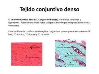 Tejido conjuntivo denso
El tejido conjuntivo denso (T. Conjuntivo fibroso). Forma los tendones y
ligamentos. Posee abundantes fibras colágenas muy largas y dispuestas de formas
compactas.

En otros libros la clasificación de tejidos conjuntivos que se puede encontrar es TC
laxo, TC elástico, TC fibroso y TC reticular.
 