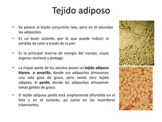 Tejido adiposo
•   Se parece al tejido conjuntivo laxo, pero en él abundan
    los adipocitos.
•   Es un buen aislante, por lo que puede reducir la
    pérdida de calor a través de la piel.

•   Es la principal reserva de energía del cuerpo, cuyos
    órganos sostiene y protege.

•   La mayor parte de los adultos posee un tejido adiposo
    blanco o amarillo, donde sus adipocitos almacenan
    una sola gota de grasa, pero existe otro tejido adiposo,
    el pardo, donde los adipocitos almacenan vanas
    gotitas de grasa.
•   El tejido adiposo pardo está ampliamente difundido en el
    feto y en el lactante, así como en los mamíferos
    hibernantes.
 