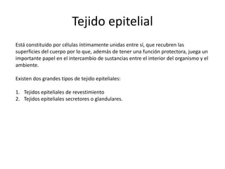Tejido epitelial
Está constituido por células íntimamente unidas entre sí, que recubren las
superficies del cuerpo por lo que, además de tener una función protectora, juega un
importante papel en el intercambio de sustancias entre el interior del organismo y el
ambiente.

Existen dos grandes tipos de tejido epiteliales:

1. Tejidos epiteliales de revestimiento
2. Tejidos epiteliales secretores o glandulares.
 