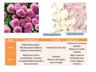 Tejido adiposo blanco   Tejido adiposo pardo


Tipos         Características                    Función     Localización
                                                             Escaso en humanos
           Adipocitos pardos.
                                                                    adultos
Pardo     Muchas gotas lipídicas.        Generación de calor
                                                               Mayor en recién
          Muchas mitocondrias
                                                                    nacidos
             Adipocitos claros                                  Bajo la piel en
                                              Aislante
          amarillentos. Grandes                                 homeotermos.
Blanco                                    Reserva de lípidos
         Una gota lipídica grande y                             Entre órganos
                                            para energía
              otras menores                                        internos
 