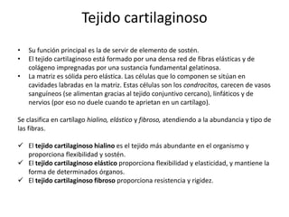 Tejido cartilaginoso
•   Su función principal es la de servir de elemento de sostén.
•   El tejido cartilaginoso está formado por una densa red de fibras elásticas y de
    colágeno impregnadas por una sustancia fundamental gelatinosa.
•   La matriz es sólida pero elástica. Las células que lo componen se sitúan en
    cavidades labradas en la matriz. Estas células son los condrocitos, carecen de vasos
    sanguíneos (se alimentan gracias al tejido conjuntivo cercano), linfáticos y de
    nervios (por eso no duele cuando te aprietan en un cartílago).

Se clasifica en cartílago hialino, elástico y fibroso, atendiendo a la abundancia y tipo de
las fibras.

 El tejido cartilaginoso hialino es el tejido más abundante en el organismo y
  proporciona flexibilidad y sostén.
 El tejido cartilaginoso elástico proporciona flexibilidad y elasticidad, y mantiene la
  forma de determinados órganos.
 El tejido cartilaginoso fibroso proporciona resistencia y rigidez.
 