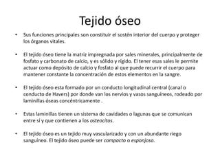 Tejido óseo
•   Sus funciones principales son constituir el sostén interior del cuerpo y proteger
    los órganos vitales.

•   El tejido óseo tiene la matriz impregnada por sales minerales, principalmente de
    fosfato y carbonato de calcio, y es sólido y rígido. El tener esas sales le permite
    actuar como depósito de calcio y fosfato al que puede recurrir el cuerpo para
    mantener constante la concentración de estos elementos en la sangre.

•   El tejido óseo esta formado por un conducto longitudinal central (canal o
    conducto de Havers) por donde van los nervios y vasos sanguíneos, rodeado por
    laminillas óseas concéntricamente .

•   Estas laminillas tienen un sistema de cavidades o lagunas que se comunican
    entre sí y que contienen a los osteocitos.

•   El tejido óseo es un tejido muy vascularizado y con un abundante riego
    sanguíneo. El tejido óseo puede ser compacto o esponjoso.
 