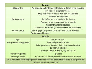 Células
      Osteocitos            Se sitúan en el interior del tejido, aislados en la matriz y
                                           sin posible desplazamiento
                                   Muy ramificados contactan con los vecinos.
                                               Mantienen el tejido
     Osteoblastos                      Se sitúan en la superficie del hueso
                                      Forman la parte orgánica de la matriz
                                            Concentras fosfato cálcico
                                Se rodeal de matriz y se convierten en osteocitos
     Osteoclastos          Células gigantes plurinucleadas ramificadas móviles
                           Destruyen el hueso
                                       Matriz
          Agua                                 Poca cantidad.
Precipitados inorgánicos                   50% del peso del hueso
                              Principalmente fosfato cálcico en hidroxiapatito
                                              Ca10(PO4)6(OH)2
                                  Tambien HCO3- Citrato , Mg ++ Na+ K+
    Fibras colágenas                               gruesas
     Proteoglucanos          Se unen a las fibras para dar consistencia al tejido
En la matriz se forman pequeños canales libres de precipitados para el trasporte de
                           sustancias a los osteocitos
 
