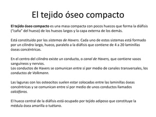 El tejido óseo compacto
El tejido óseo compacto es una masa compacta con pocos huecos que forma la diáfisis
(“caña” del hueso) de los huesos largos y la capa externa de los demás.

Está constituido por los sistemas de Havers. Cada uno de estos sistemas está formado
por un cilindro largo, hueco, paralelo a la diáfisis que contiene de 4 a 20 laminillas
óseas concéntricas.

En el centro del cilindro existe un conducto, o canal de Havers, que contiene vasos
sanguíneos y nervios.
Los conductos de Havers se comunican entre sí por medio de canales transversales, los
conductos de Volkmann.

Las lagunas con los osteocitos suelen estar colocadas entre las laminillas óseas
concéntricas y se comunican entre sí por medio de unos conductos llamados
calcóforos.

El hueco central de la diáfisis está ocupado por tejido adiposo que constituye la
médula ósea amarilla o tuétano.
 