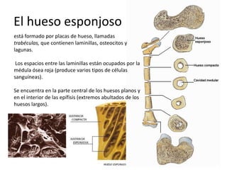 El hueso esponjoso
está formado por placas de hueso, llamadas
trabéculas, que contienen laminillas, osteocitos y
lagunas.

 Los espacios entre las laminillas están ocupados por la
médula ósea roja (produce varios tipos de células
sanguíneas).

Se encuentra en la parte central de los huesos planos y
en el interior de las epífisis (extremos abultados de los
huesos largos).
 