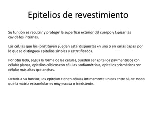 Epitelios de revestimiento
Su función es recubrir y proteger la superficie exterior del cuerpo y tapizar las
cavidades internas.

Las células que los constituyen pueden estar dispuestas en una o en varias capas, por
lo que se distinguen epitelios simples y estratificados.

Por otro lado, según la forma de las células, pueden ser epitelios pavimentosos con
células planas, epitelios cúbicos con células isodiamétricas, epitelios prismáticos con
células más altas que anchas.

Debido a su función, los epitelios tienen células íntimamente unidas entre sí, de modo
que la matriz extracelular es muy escasa o inexistente.
 