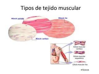 Tipos de tejido muscular
 