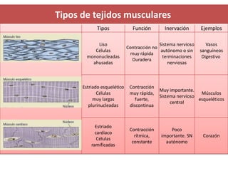 Tipos de tejidos musculares
             Tipos             Función        Inervación       Ejemplos

            Liso                            Sistema nervioso      Vasos
                             Contracción no
           Células                           autónomo o sin    sanguíneos
                              muy rápida
        mononucleadas                         terminaciones     Digestivo
                               Duradera
          ahusadas                              nerviosas



      Estriado esquelético    Contracción
                                            Muy importante.
             Células          muy rápida,                     Músculos
                                            Sistema nervioso
           muy largas            fuerte,                     esqueléticos
                                                 central
         plurinucleadas       discontinua



            Estriado
                              Contracción       Poco
            cardiaco
                                rítmica,    importante. SN      Corazón
             Células
                               constante      autónomo
          ramificadas
 