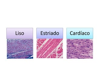 Liso   Estriado   Cardíaco
 