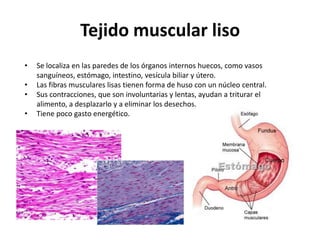 Tejido muscular liso
•   Se localiza en las paredes de los órganos internos huecos, como vasos
    sanguíneos, estómago, intestino, vesícula biliar y útero.
•   Las fibras musculares lisas tienen forma de huso con un núcleo central.
•   Sus contracciones, que son involuntarias y lentas, ayudan a triturar el
    alimento, a desplazarlo y a eliminar los desechos.
•   Tiene poco gasto energético.
 