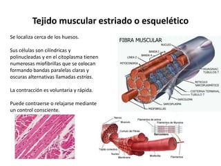 Tejido muscular estriado o esquelético
Se localiza cerca de los huesos.

Sus células son cilíndricas y
polinucleadas y en el citoplasma tienen
numerosas miofibrillas que se colocan
formando bandas paralelas claras y
oscuras alternativas llamadas estrías.

La contracción es voluntaria y rápida.

Puede contraerse o relajarse mediante
un control consciente.
 