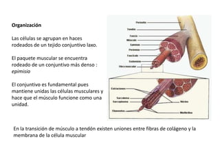 Organización

Las células se agrupan en haces
rodeados de un tejido conjuntivo laxo.

El paquete muscular se encuentra
rodeado de un conjuntivo más denso :
epimisio

El conjuntivo es fundamental pues
mantiene unidas las células musculares y
hace que el músculo funcione como una
unidad.



En la transición de músculo a tendón existen uniones entre fibras de colágeno y la
membrana de la célula muscular
 
