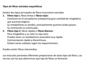 Tipos de fibras estriadas esqueléticas

Existen dos tipos principales de fibras musculares estriadas
1. Fibras tipo I, fibras lentas o fibras rojas:
     Contienen en el sarcoplasma (citoplasma) gran cantidad de mioglobina
     que acumula oxígeno.
     Su metabolismo es aerobio, principalmente queman ácidos grasos.
     Su contracción es continuada .
2. Fibras tipo II, fibras rápidas o fibras blancas:
     Poca mioglobina y su color es rojo claro.
     Pueden tener un metabolismo anaerobio muy rápido.
     Contraccioones rápida y discontinuas.
     Existen varios subtipos según los requerimientos .

Pueden existir fibras intermedias.

Los músculos presentan diferentes proporciones de estos tipos de fibras. Los
nervios son los que determinan qué tipo de fibras se formarán.
 