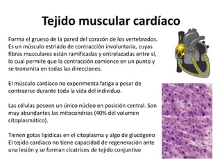Tejido muscular cardíaco
Forma el grueso de la pared del corazón de los vertebrados.
Es un músculo estriado de contracción involuntaria, cuyas
fibras musculares están ramificadas y entrelazadas entre sí,
lo cual permite que la contracción comience en un punto y
se transmita en todas las direcciones.

El músculo cardíaco no experimenta fatiga a pesar de
contraerse durante toda la vida del individuo.

Las células poseen un único núcleo en posición central. Son
muy abundantes las mitocondrias (40% del volumen
citoplasmático).

Tienen gotas lipídicas en el citoplasma y algo de glucógeno
El tejido cardiaco no tiene capacidad de regeneración ante
una lesión y se forman cicatrices de tejido conjuntivo
 