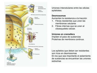 Uniones intercelulares entre las células
epiteliales:

Desmosomas
Aumentan la resistencia a la tracción
1. Fibras resistentes que unen las
   membranas celulares
2. Fibras internas que se unen al
   citoesqueleto celular.

Uniones en cremallera
Impiden el paso de sustancias
Proteínas de membrana continua.




Los epitelios que deban ser resistentes
son ricos en desmosomas
En los que sea importante el aislamiento
de sustancias se encuentran las uniones
estrechas
 