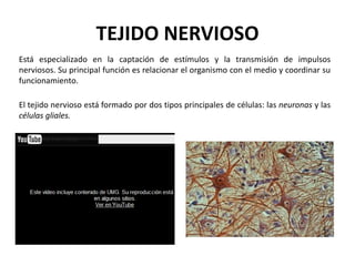 TEJIDO NERVIOSO
Está especializado en la captación de estímulos y la transmisión de impulsos
nerviosos. Su principal función es relacionar el organismo con el medio y coordinar su
funcionamiento.

El tejido nervioso está formado por dos tipos principales de células: las neuronas y las
células gliales.
 