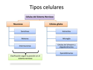 Tipos celulares
                   Células del Sistema Nervioso


   Neuronas                               Células gliales


             Sensitivas                                 Astrocitos


             Motoras                                    Microglía

                                                   Celulas de Schwann y
          Interneuronas
                                                     oligodendrocitos

                                                     Ependidimarias
Clasificación según la posición en el
          sistema nervioso
 