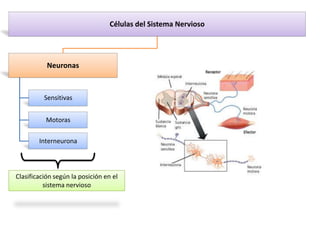 Células del Sistema Nervioso




           Neuronas



          Sensitivas


          Motoras

        Interneurona




Clasificación según la posición en el
          sistema nervioso
 