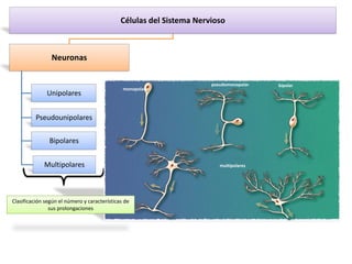 Células del Sistema Nervioso



                Neuronas

                                                                      pseudomonopolar   bipolar
                                               monopolar
              Unipolares


          Pseudounipolares

               Bipolares


             Multipolares                                                multipolares




Clasificación según el número y características de
                sus prolongaciones
 