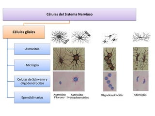 Células del Sistema Nervioso



Células gliales



        Astrocitos



        Microglía



   Celulas de Schwann y
     oligodendrocitos



     Ependidimarias
 