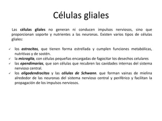 Células gliales
    Las células gliales no generan ni conducen impulsos nerviosos, sino que
    proporcionan soporte y nutrientes a las neuronas. Existen varios tipos de células
    gliales:

    los astrocitos, que tienen forma estrellada y cumplen funciones metabólicas,
     nutritivas y de sostén.
    la microglía, con células pequeñas encargadas de fagocitar los desechos celulares
    las ependimarias, que son células que recubren las cavidades internas del sistema
     nervioso central.
    los oligodendrocitos y las células de Schwann. que forman vainas de mielina
     alrededor de las neuronas del sistema nervioso central y periférico y facilitan la
     propagación de los impulsos nerviosos.
 