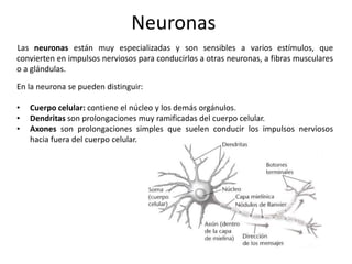 Neuronas
Las neuronas están muy especializadas y son sensibles a varios estímulos, que
convierten en impulsos nerviosos para conducirlos a otras neuronas, a fibras musculares
o a glándulas.

En la neurona se pueden distinguir:

•   Cuerpo celular: contiene el núcleo y los demás orgánulos.
•   Dendritas son prolongaciones muy ramificadas del cuerpo celular.
•   Axones son prolongaciones simples que suelen conducir los impulsos nerviosos
    hacia fuera del cuerpo celular.
 
