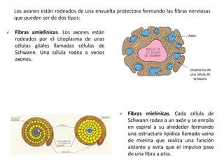 Los axones están rodeados de una envuelta protectora formando las fibras nerviosas
    que pueden ser de dos tipos:

   Fibras amielínicas. Los axones están
                                                                              Axón
    rodeados por el citoplasma de unas
    células gliales llamadas células de
    Schwann. Una célula rodea a varios
    axones.
                                                                              citoplasma de
                                                                              una célula de
                                                                                 Schwann




                                                   Fibras mielínicas. Cada célula de
                                                    Schwann rodea a un axón y se enrolla
                                                    en espiral a su alrededor formando
                                                    una estructura lipídica llamada vaina
                                                    de mielina que realiza una función
                                                    aislante y evita que el impulso pase
                                                    de una fibra a otra.
 