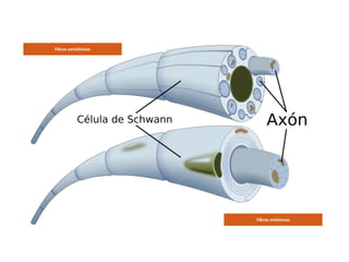 Fibras amielínicas




                     Fibras mielínicas
 