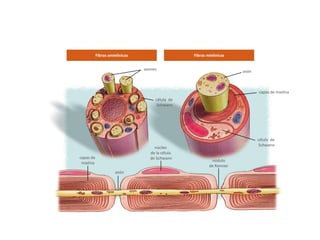 Fibras amielínicas                     Fibras mielínicas


                                axones
                                                                       axón



                                                                              capas de mielina
                                     célula de
                                      Schwann




                                                                              célula de
                                                                               Schwann
                                     núcleo
                                   de la célula
capas de                           de Schwann
                                                           nódulo
 mielina
                                                          de Ranvier
                     axón
 