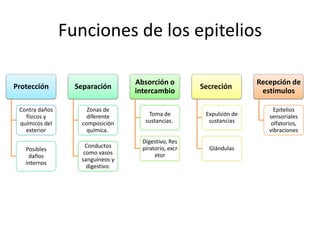 Funciones de los epitelios

                                  Absorción o                       Recepción de
Protección        Separación                        Secreción
                                  intercambio                        estímulos

 Contra daños        Zonas de                                            Epitelios
   físicos y         diferente       Toma de         Expulsión de      sensoriales
 químicos del      composición      sustancias.       sustancias        olfatorios,
   exterior          química.                                          vibraciones
                                     Digestivo,
                    Conductos       Respiratorio,     Glándulas
   Posibles
                    como vasos        excretor
    daños
                   sanguíneos y
   internos
                     digestivo.
 