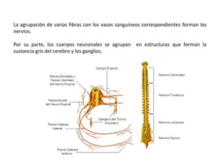 La agrupación de varias fibras con los vasos sanguíneos correspondientes forman los
nervios.

Por su parte, los cuerpos neuronales se agrupan en estructuras que forman la
sustancia gris del cerebro y los ganglios.
 