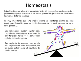 Homeostasis
Estos tres tipos de plasma se comunican entre si, renovándose continuamente y
permitiendo aportar nutrientes a las células y retirar los productos de desecho de
las mismas de forma continua.

Es muy importante que este medio interno se mantenga dentro de unas
condiciones favorables para las células (temperatura corporal, cantidad de agua,
sales glucosa...).

Los vertebrados pueden regular estas
condiciones, manteniendo constantes las
características físicas y la composición
química del medio interno.

Este conjunto de procesos que permite
esta regulación se llama homeostasis, que
se puede definir como el equilibrio del
medio interno.
 