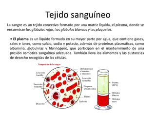Tejido sanguíneo
La sangre es un tejido conectivo formado por una matriz líquida, el plasma, donde se
encuentran los glóbulos rojos, los glóbulos blancos y las plaquetas.

 • El plasma es un líquido formado en su mayor parte por agua, que contiene gases,
 sales e iones, como calcio, sodio y potasio, además de proteínas plasmáticas, como
 albúmina, globulinas y fibrinógeno, que participan en el mantenimiento de una
 presión osmótica sanguínea adecuada. También lleva los alimentos y las sustancias
 de desecho recogidas de las células.
 
