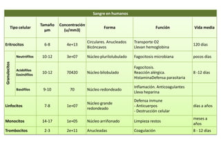 Sangre en humanos

                             Tamaño   Concentración
          Tipo celular                                         Forma                         Función          Vida media
                               µm       (u/mm3)

                                                      Circulares. Anucleados   Transporte O2
Eritrocitos                   6-8        4e+13                                                                120 días
                                                      Bicóncavos               Llevan hemoglobina

               Neutrófilos   10-12       3e+07        Núcleo plurilolubulado   Fagocitosis microbiana         pocos días
Granulocitos




                                                                               Fagocitosis.
               Acidófilos
               Eosinófilos
                             10-12       70420        Núcleo bilobulado        Reacción alérgica.             8 -12 días
                                                                               HistaminaDefensa parasitaria

                                                                               Inflamación. Anticoagulantes
               Basófilos      9-10         70         Núcleo redondeado
                                                                               Lleva heparina
                                                                               Defensa inmune
                                                      Núcleo grande
Linfocitos                    7-8        1e+07                                 - Anticuerpos                  días a años
                                                      redondeado
                                                                               - Destrucción celular
                                                                                                              meses a
Monocitos                    14-17       1e+05        Núcleo arriñonado        Limpieza restos
                                                                                                              años
Trombocitos                   2-3        2e+11        Anucleadas               Coagulación                    8 - 12 días
 