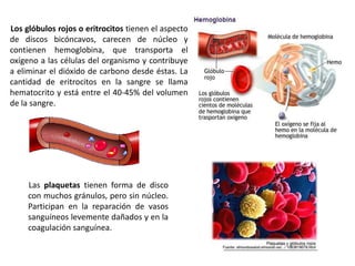 Los glóbulos rojos o eritrocitos tienen el aspecto
de discos bicóncavos, carecen de núcleo y
contienen hemoglobina, que transporta el
oxígeno a las células del organismo y contribuye
a eliminar el dióxido de carbono desde éstas. La
cantidad de eritrocitos en la sangre se llama
hematocrito y está entre el 40-45% del volumen
de la sangre.




     Las plaquetas tienen forma de disco
     con muchos gránulos, pero sin núcleo.
     Participan en la reparación de vasos
     sanguíneos levemente dañados y en la
     coagulación sanguínea.
 