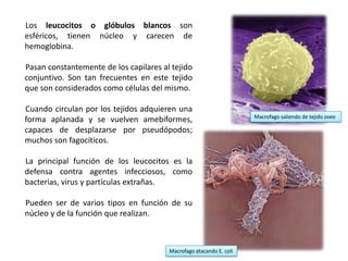Los leucocitos o glóbulos blancos son
esféricos, tienen núcleo y carecen de
hemoglobina.

Pasan constantemente de los capilares al tejido
conjuntivo. Son tan frecuentes en este tejido
que son considerados como células del mismo.

Cuando circulan por los tejidos adquieren una
                                                                     Macrofago saliendo de tejido oseo
forma aplanada y se vuelven amebiformes,
capaces de desplazarse por pseudópodos;
muchos son fagocíticos.

La principal función de los leucocitos es la
defensa contra agentes infecciosos, como
bacterias, virus y partículas extrañas.

Pueden ser de varios tipos en función de su
núcleo y de la función que realizan.



                                        Macrofago atacando E. coli
 