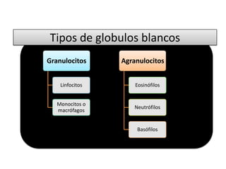 Tipos de glóbulos blancos
Agranulocitos    Granulocitos


    Linfocitos      Eosinófilos


   Monocitos o
                    Neutrófilos
   macrófagos


                     Basófilos
 
