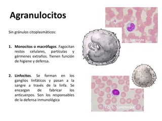 Agranulocitos
Sin gránulos citoplasmáticos:


1. Monocitos o macrófagos. Fagocitan
   restos celulares, partículas y
   gérmenes extraños. Tienen función
   de higiene y defensa.


2. Linfocitos. Se forman en los
   ganglios linfáticos y pasan a la
   sangre a través de la linfa. Se
   encargan      de    fabricar  los
   anticuerpos. Son los responsables
   de la defensa inmunológica
 