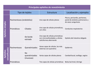 Principales epitelios de revestimiento

                            Tipo de tejidos                    Estructura                 Localización y ejemplos

                                                                                        Pleura, pericardio, peritoneo,
                    Pavimentosos (endotelios)        Una capa de células planas         pared de alvéolos pulmonares y
Epitelios simples




                                                                                        de vasos sanguíneos


                                                     Una capa de células prismáticas,
                    Prismáticos     Ciliados         con cilios
                                                                                        Conductos respiratorios


                                                     Una capa de células prismáticas
                                    De borde
                                                     con microvellosidades y células    Epitelio del intestino delgado
                                    estriado         caliciformes alternando


                                                     Vanas capas de células, las más
                    Pavimentosos    Queratinizados externas con queratina               Epidermis
estratificados
  Epitelios




                                    No
                                    queratinizados   Varías capas de células planas     Cavidad bucal, esófago, vagina
                                    (mucosas)
                    Prismáticos                      Tres capas de células prismáticas Bolsa lacrimal y faringe
 
