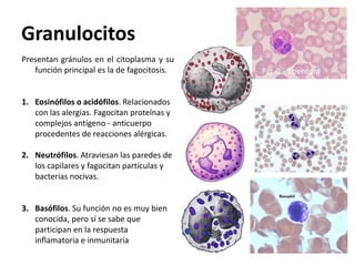Granulocitos
Presentan gránulos en el citoplasma y su
   función principal es la de fagocitosis.


1. Eosinófilos o acidófilos. Relacionados
   con las alergias. Fagocitan proteínas y
   complejos antígeno - anticuerpo
   procedentes de reacciones alérgicas.

2. Neutrófilos. Atraviesan las paredes de
   los capilares y fagocitan partículas y
   bacterias nocivas.


3. Basófilos. Su función no es muy bien
   conocida, pero sí se sabe que
   participan en la respuesta
   inflamatoria e inmunitaria
 
