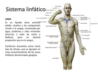 Sistema linfático
LINFA
Es un líquido claro, amarillo pálido,
alcalino y de composición similar a
la sangre, constituido por agua,
proteínas y sales minerales
(cloruros y sales de calcio y
fósforo),    pero     en     distinta
proporción que en la sangre.

Contienen leucocitos como único
tipo de células, que se agrupan en
unos ensanchamiento de los vasos
linfáticos denominados ganglios.
 
