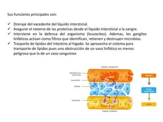 Sus funciones principales son:

 Drenaje del excedente del líquido intersticial.
 Asegurar el retorno de las proteínas desde el líquido intersticial a la sangre.
 Interviene en la defensa del organismo (leucocitos). Ademas, los ganglios
  linfáticos actúan como filtros que identifican, retienen y destruyen microbios.
 Trasporte de lípidos del intestino al hígado. Se aprovecha el sistema para
  transporte de lípidos pues una obstrucción de un vaso linfático es menos
  peligrosa que la de un vaso sanguíneo
 