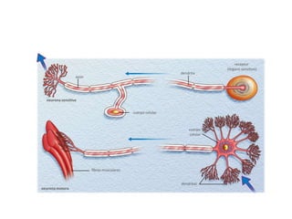 receptor
                                                                            (órgano sensitivo)
                                                              dendrita
                  axón




  neurona sensitiva


                                             cuerpo celular



                                                                  cuerpo
                                                                  celular




                         fibras musculares


                                                              dendritas
neurona motora
 