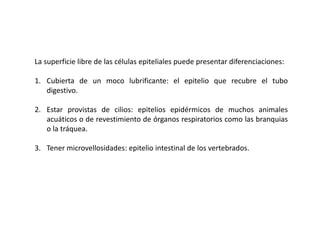 La superficie libre de las células epiteliales puede presentar diferenciaciones:

1. Cubierta de un moco lubrificante: el epitelio que recubre el tubo
   digestivo.

2. Estar provistas de cilios: epitelios epidérmicos de muchos animales
   acuáticos o de revestimiento de órganos respiratorios como las branquias
   o la tráquea.

3. Tener microvellosidades: epitelio intestinal de los vertebrados.
 