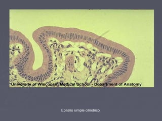 Epitelio simple cilíndrico
 
 