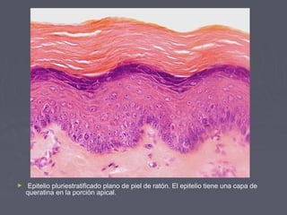 ►   Epitelio pluriestratificado plano de piel de ratón. El epitelio tiene una capa de
    queratina en la porción apical.
 