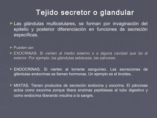 Tejido secretor o glandular
► Las    glándulas multicelulares, se forman por invaginación del
    epitelio y posterior diferenciación en funciones de secreción
    específicas.

► Pueden ser:
► EXOCRINAS. Si vierten al medio externo o a alguna cavidad que da al
  exterior. Por ejemplo, las glándulas sebáceas, las salivares.

►   ENDOCRINAS. Si vierten al torrente sanguíneo. Las secreciones de
    glándulas endocrinas se llaman hormonas. Un ejemplo es el tiroides.

►   MIXTAS. Tienen productos de secreción endocina y exocrina. El páncreas
    actúa como exocrina porque libera enzimas peptidasas al tubo digestivo y
    como endocrina liberando insulina a la sangre.
 