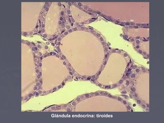Glándula endocrina: tiroides
 